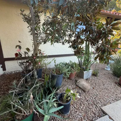 Collection of outdoor potted plants, including cacti, succulents, and flowering varieties, displayed on gravel underneath a mature...