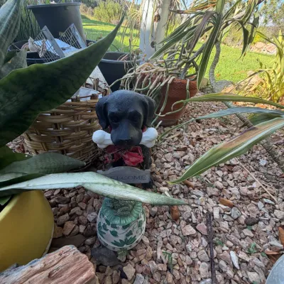 Decorative black dog garden statue holding a bone and a welcome sign, surrounded by various potted plants in an outdoor yard.