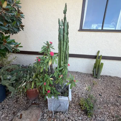 Collection of outdoor potted plants including a tall African milk tree and flowering crown of thorns in a square planter, set in a gravel...