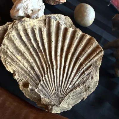 Fossilized scallop shell imprint in matrix stone, displayed alongside other mineral specimens.