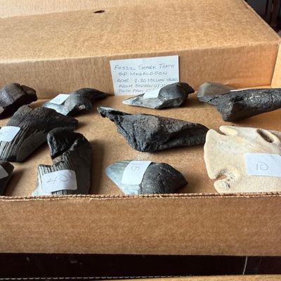 Sale Photo Thumbnail #140: Collection of fossilized shark teeth, including Megalodon fragments, displayed in a cardboard box with handwritten information and price labels.