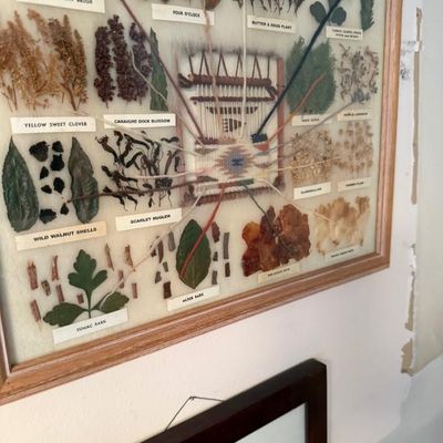 Sale Photo Thumbnail #302: Framed Southwestern botanical dye chart featuring labeled natural plant specimens connected by colored yarn threads to a central miniature woven textile.