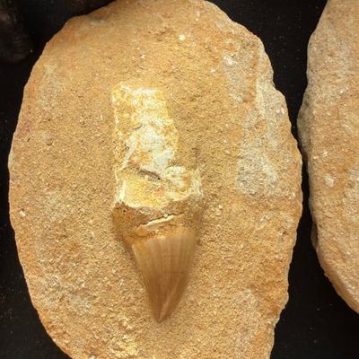 Sale Photo Thumbnail #145: Fossilized mosasaur tooth preserved in a natural matrix slab.