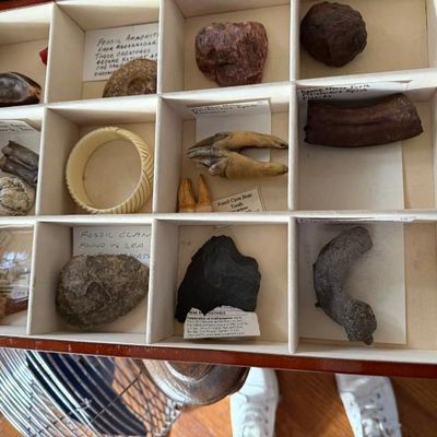 Sale Photo Thumbnail #139: A wooden specimen display box containing an assortment of fossils and natural artifacts, including fossilized teeth, shells, and minerals with descriptive handwritten labels.