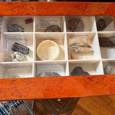 Sale Photo Thumbnail #138: Burlwood display case featuring a glass lid, divided compartments, and a collection of labeled fossils, teeth, and natural artifacts.