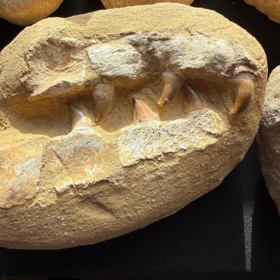Sale Photo Thumbnail #146: Fossilized mosasaur jaw section set in matrix with visible teeth.