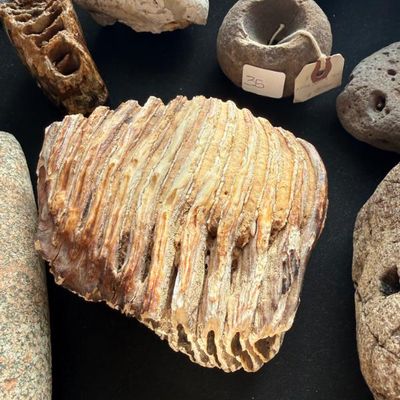 Sale Photo Thumbnail #143: Fossilized mammoth or mastodon tooth molar displayed alongside stone artifacts and geological specimens.