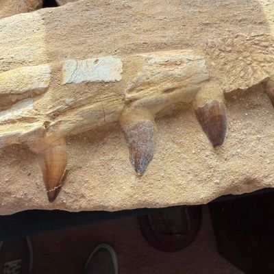 Sale Photo Thumbnail #147: Fossilized mosasaur jaw section embedded in matrix, featuring three distinct preserved teeth.