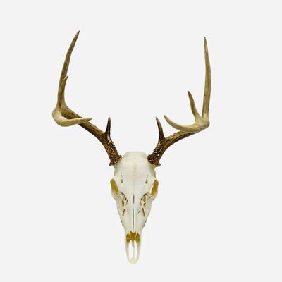 Sale Photo Thumbnail #36: Authentic Deer Skull 8 Pointer Awesome Rack