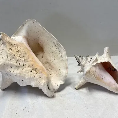 Conch Shells