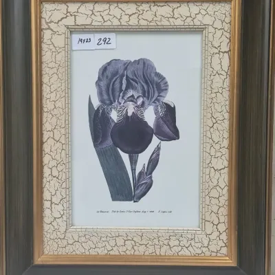 Sale Photo Thumbnail #519: Framed botanical iris print set in a crackle-finish mat and decorative dark wood and gold-tone frame.