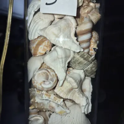 Sale Photo Thumbnail #3: A clear glass lamp filled with an assortment of natural seashells, tagged with the number 5.