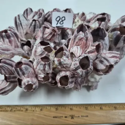 Sale Photo Thumbnail #154: Large cluster of purple barnacles specimen, measuring approximately 9 inches wide.