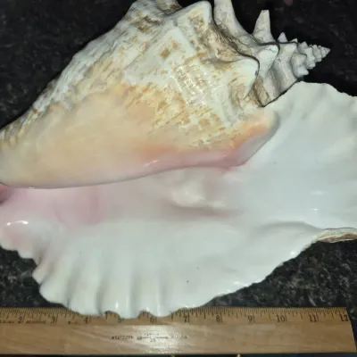 Sale Photo Thumbnail #555: Large Queen Conch shell featuring a glossy pink interior and natural spired exterior, measured alongside a 12-inch wooden ruler.