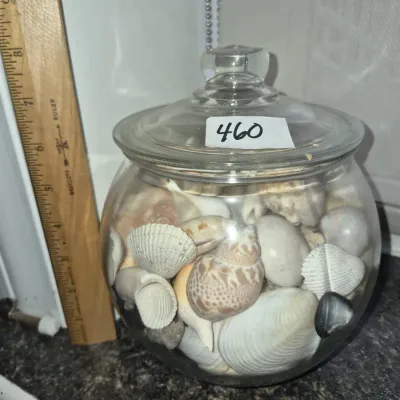 Sale Photo Thumbnail #795: Round clear glass apothecary jar with lid, filled with an assortment of natural seashells, shown next to a wooden ruler for scale.