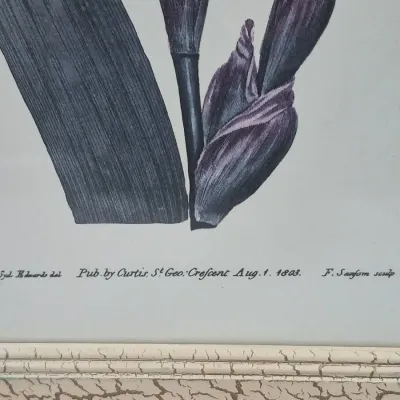 Sale Photo Thumbnail #520: Framed antique botanical print featuring deep purple irises, published by Curtis in August 1803 with artwork by Sydenham Edwards and engraved by Francis Sansom.