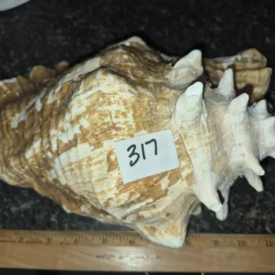 Sale Photo Thumbnail #554: Large natural conch sea shell with prominent spires, measuring approximately 12 inches in length.