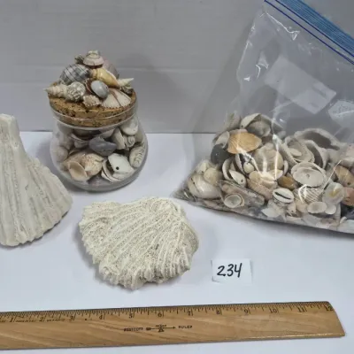 Sale Photo Thumbnail #401: Collection of natural seashells and coral specimens, including a glass jar filled with shells topped by a cork lid encrusted with shell decor, a ziplock bag full of assorted sea shells, and two pieces of white coral.
