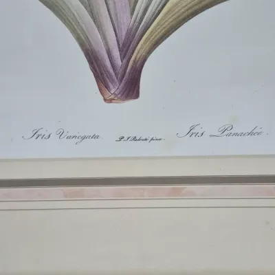 Sale Photo Thumbnail #509: Botanical art print titled 'Iris Variegata' after P.J. Redouté, presented in a framed cream mat.