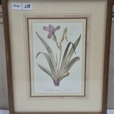 Sale Photo Thumbnail #508: Framed botanical print of a purple iris, set under glass in a layered mat and wooden frame measuring 17 by 22 inches.