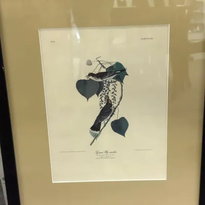 Framed John James Audubon book plate illustration depicting the Tyrant Fly-catcher, set in a gold-toned mat with a simple black frame.
