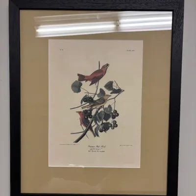 Framed John James Audubon print titled "Summer Red Bird," depicted among dark berries and green leaves inside a dark wood frame...