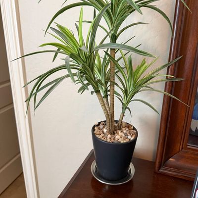 Sale Photo Thumbnail #112: Potted artificial dracaena floor plant with multi-stem detail set in a dark ceramic planter topped with decorative pebbles.