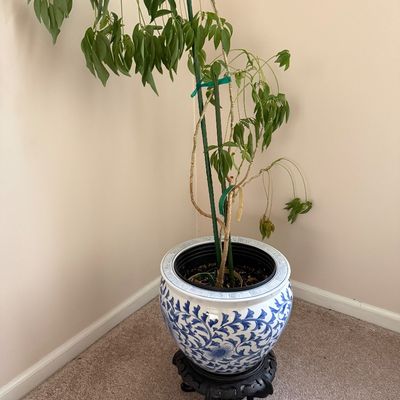 Sale Photo Thumbnail #75: Large blue and white Asian-style ceramic fishbowl planter with floral motifs, resting on a carved dark wood stand and housing a houseplant.