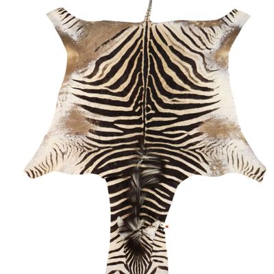 Sale Photo Thumbnail #80: Vintage Genuine Zebra Hide Rug Pelt Tail Tip 10 Ft