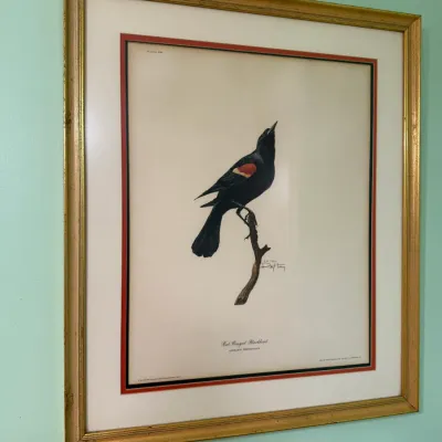 Sale Photo Thumbnail #177: Framed John James Audubon print depicting a Red-Winged Blackbird, set under glass with double matting and a gilded wood frame.