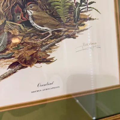 Sale Photo Thumbnail #176: Framed and signed Ray Harm art print depicting an Ovenbird at its nest, housed under glass with a double mat.