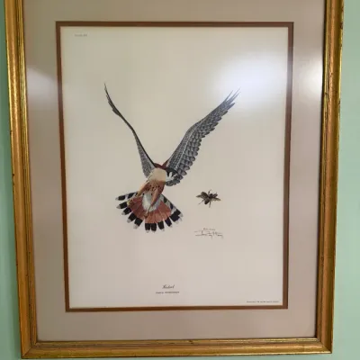 Sale Photo Thumbnail #173: Framed ornithological art print depicting a kestrel in flight by Ray Harm, presented in a double mat and a molded gilt wood frame.