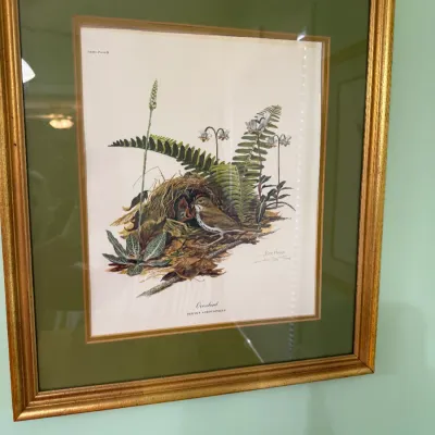 Sale Photo Thumbnail #175: Framed natural history bird print depicting an Ovenbird at its nest, presented with a olive green mat in a gilt wood frame.