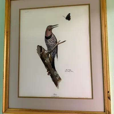 Sale Photo Thumbnail #145: Framed Ray Harm wildlife art print depicting a northern flicker bird perched on a branch looking at a butterfly, housed in a matted gold frame.