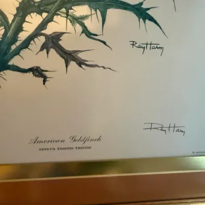 Sale Photo Thumbnail #76: Framed Ray Harm botanical print titled "American Goldfinch", featuring a detailed illustration of a spiky green plant stem and signature.