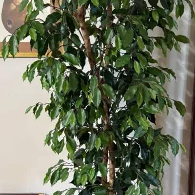 Sale Photo Thumbnail #52: Tall artificial ficus tree set in a white woven basket planter with faux moss covering the base.