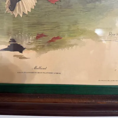 Sale Photo Thumbnail #51: Ray Harm signed wildlife art print featuring a Mallard duck, housed in a double-matted wooden frame.