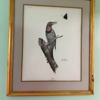 Sale Photo Thumbnail #201: Framed natural history art print depicting a northern flicker bird perched on a branch looking at a butterfly, housed in a double-matted gilt wooden frame.