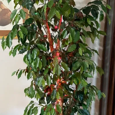 Sale Photo Thumbnail #53: Tall artificial ficus tree pre-lit with multi-colored string lights, set in a woven basket planter.