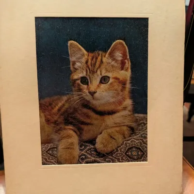 Vintage matted studio photograph depicting a tabby kitten resting on a patterned cushion against a dark blue background.