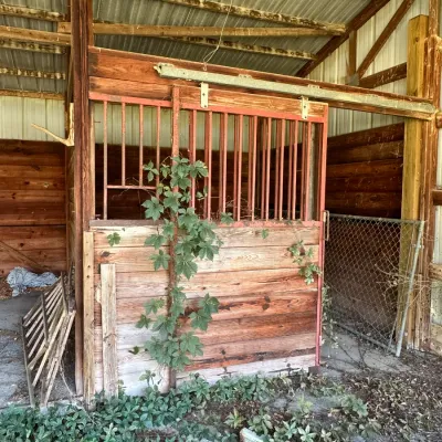 Sale Photo Thumbnail #270: Rustic wooden horse stall front with a red metal sliding door, set inside a pole barn with overgrown greenery.