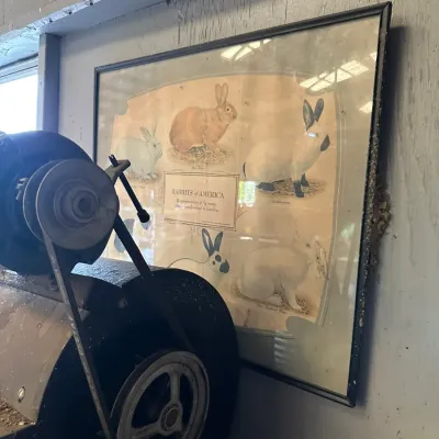 Sale Photo Thumbnail #494: Framed vintage poster titled "Rabbits of America" depicting various rabbit breeds, mounted on a wall behind workshop machinery.
