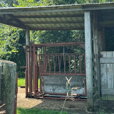 Sale Photo Thumbnail #754: Heavy-duty steel livestock squeeze chute with integrated headgate, housed under a covered wooden pole barn structure.