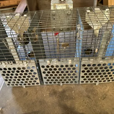 Sale Photo Thumbnail #221: Vintage wire mesh and metal multi-compartment animal trap with spring-loaded doors.