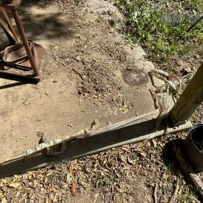 Sale Photo Thumbnail #159: A long, intact shed snakeskin laid out across a concrete patio step outdoors.