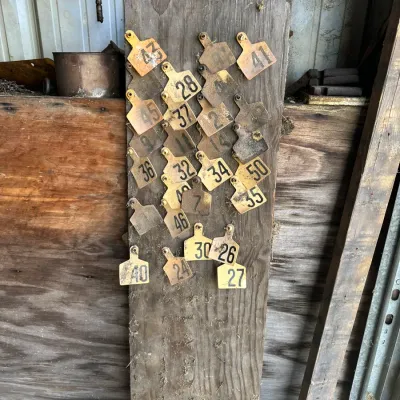 Sale Photo Thumbnail #474: Rustic weathered wooden board displaying a collection of vintage numbered yellow plastic livestock ear tags.