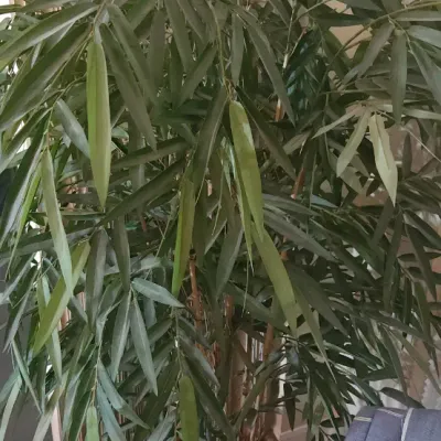 Sale Photo Thumbnail #158: Large artificial ficus or bamboo tree in a ceramic pot, ideal for home decor.