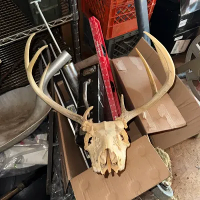 Sale Photo Thumbnail #47: European mount white-tailed deer skull with an 8-point rack, shown resting on cardboard boxes alongside various tools.