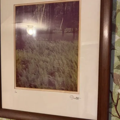Sale Photo Thumbnail #44: Framed nature photograph depicting ferns in a forest setting, numbered 1/100 and artist-signed at the bottom in a dark wood frame.