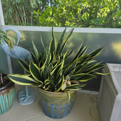 Large variegated snake plant in a decorative ceramic glazed planter, situated on a patio.